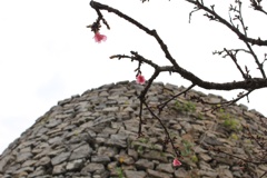 今帰仁城跡桜祭り