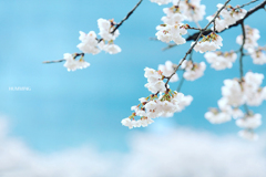 桜