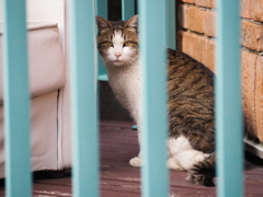 ねこ