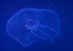 P2053074 すみだ水族館 くらげ~ P2053074 すみだ水族館 くらげ~