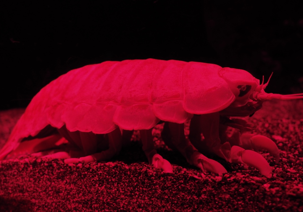 P2053025 すみだ水族館 グソクムシ