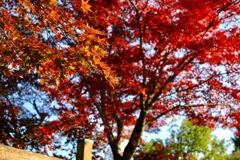 紅葉