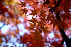 燃えるような紅葉