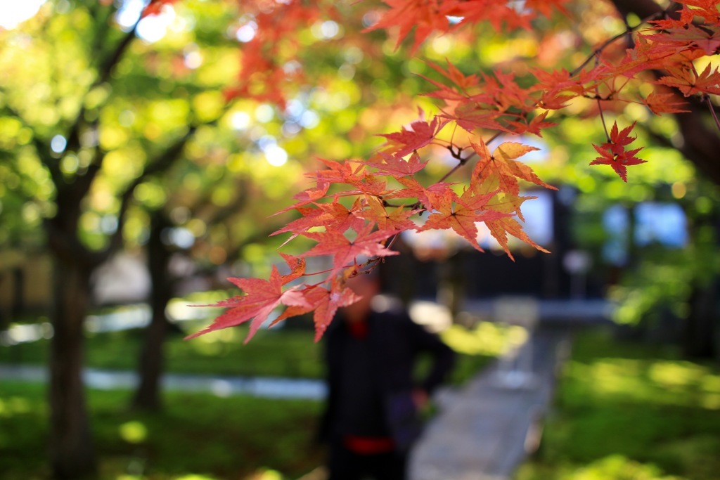 紅葉