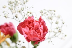 彼女からの花