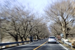 木のトンネルと車
