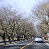木のトンネルと車