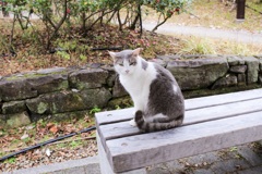 猫様だにゃん！