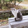 猫様だにゃん！