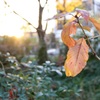 太陽と紅葉2