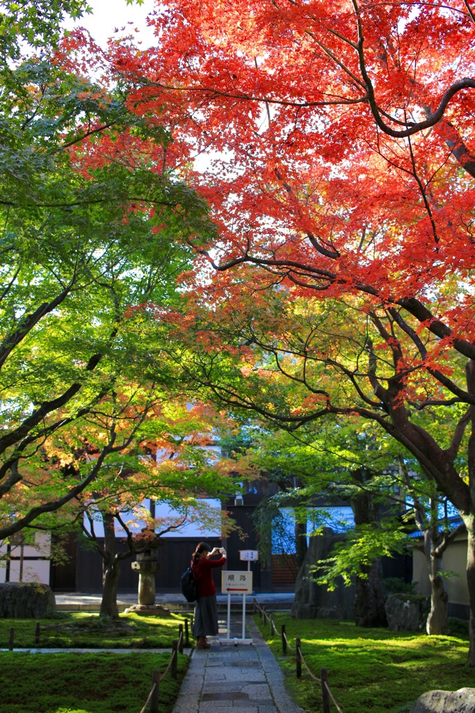 紅緑半分半分