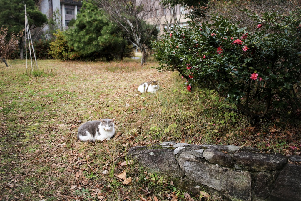 猫だにゃん！