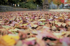 家の近くの公園