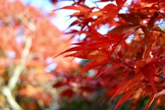 紅葉
