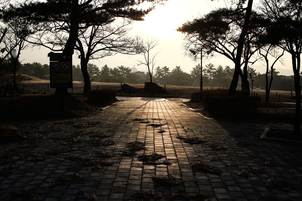 公園の朝風景