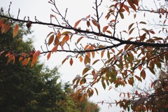 紅葉