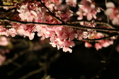 松田の河津桜