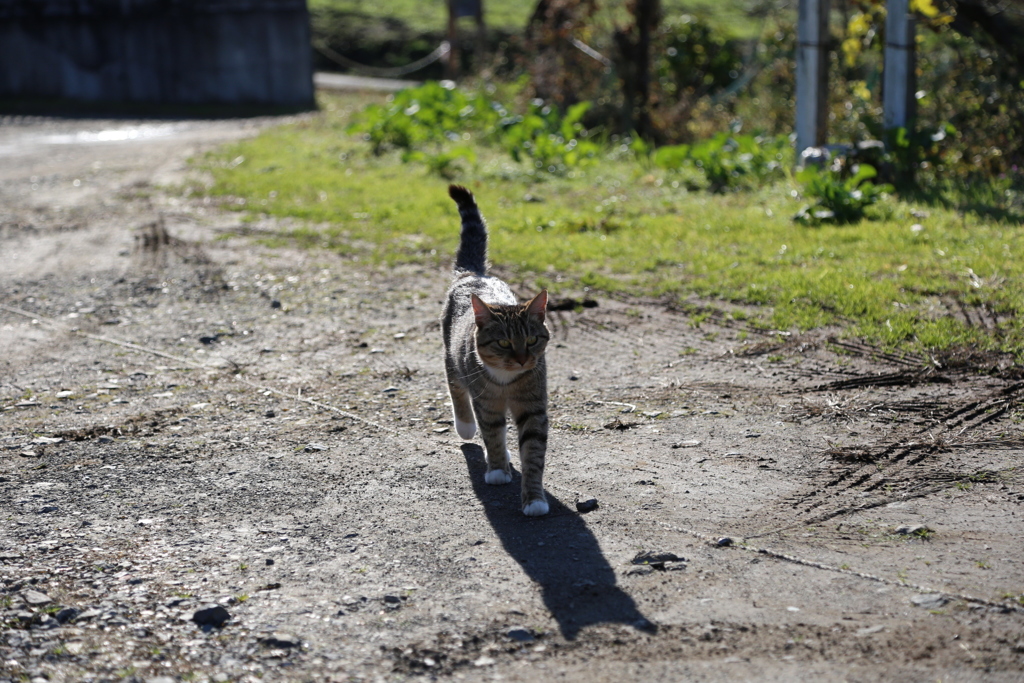 くつ下猫の影