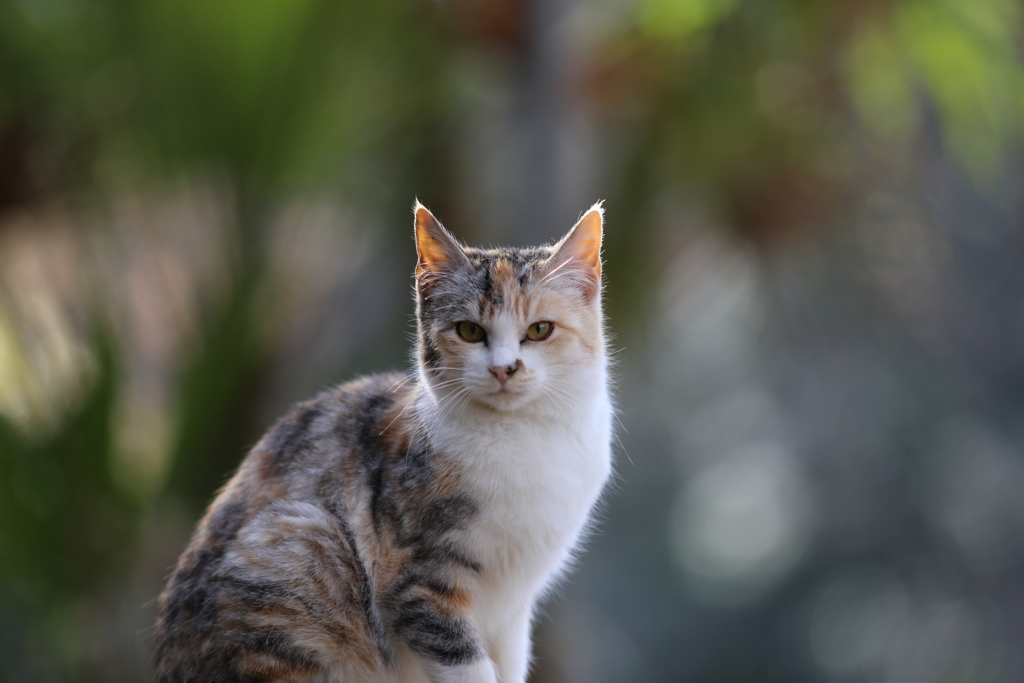 震生湖の美人猫