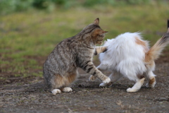 ネコパンチ