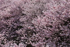 桜絨毯