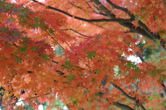 円覚寺　入り口の紅葉