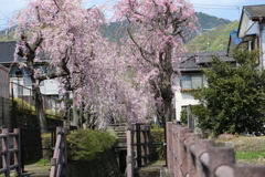 しだれ桜