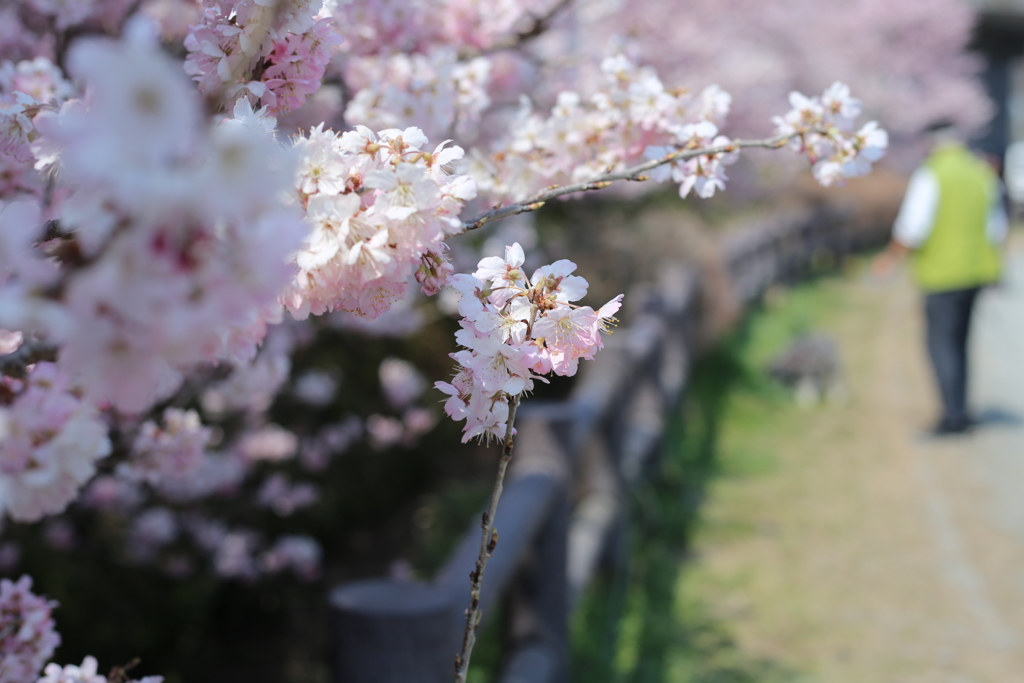 桜とワンコの散歩