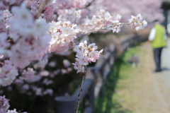 桜とワンコの散歩