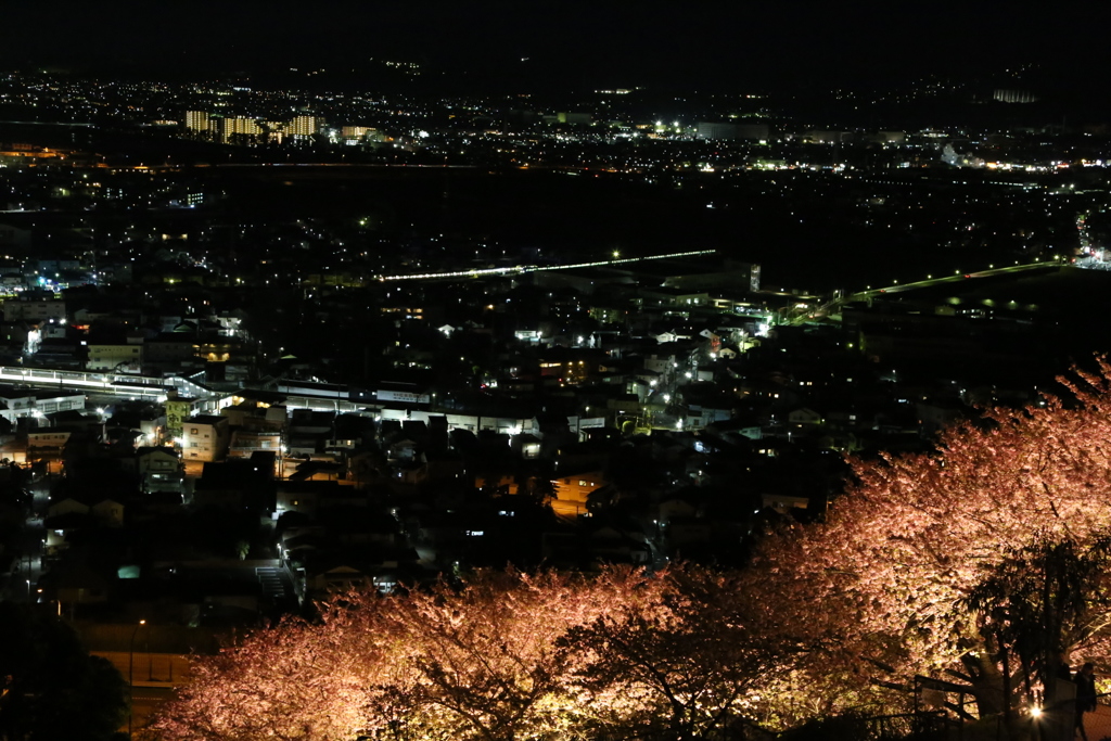 夜景と夜桜