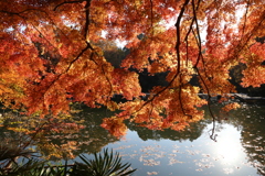 紅葉、震生湖