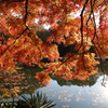 紅葉、震生湖
