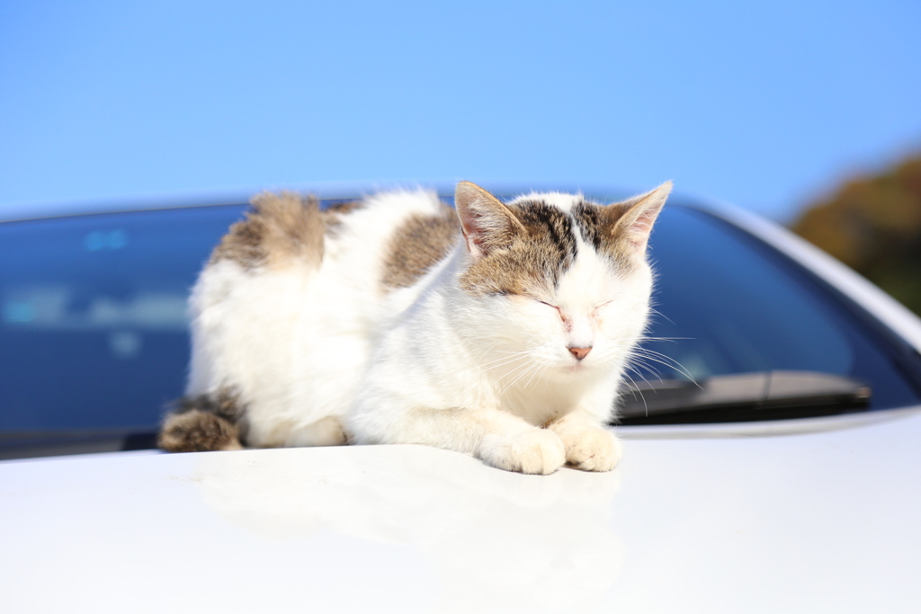 ボンネットの上のねこ