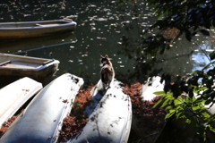 湖を監視する猫