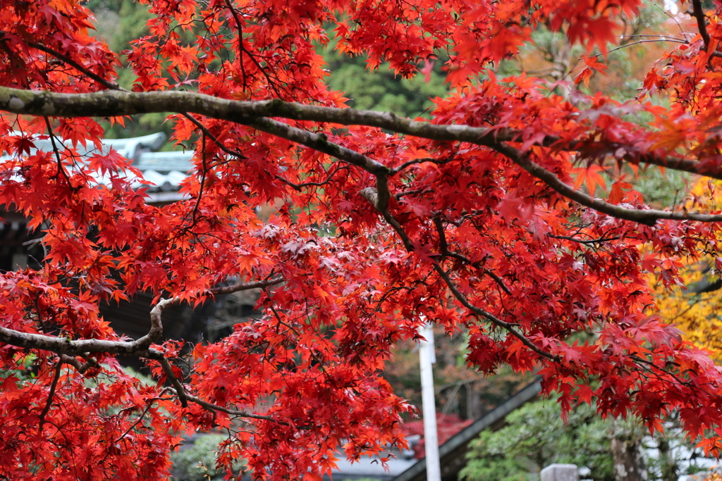 最乗寺の紅葉