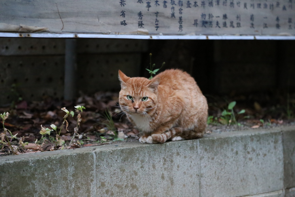 にゃんこ　初撮り