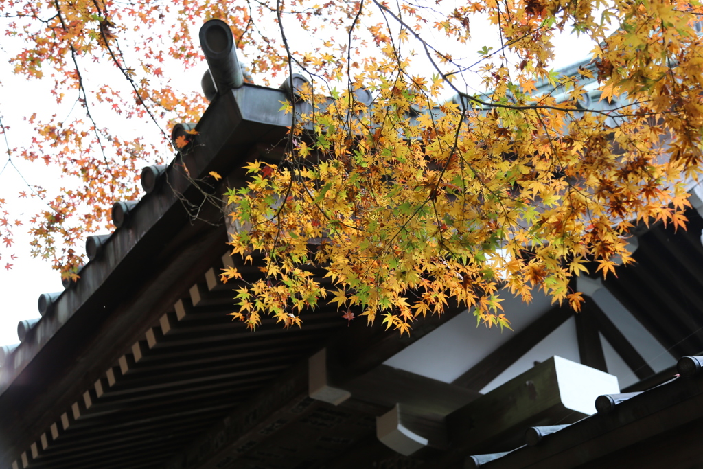 最乗寺