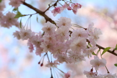 桜