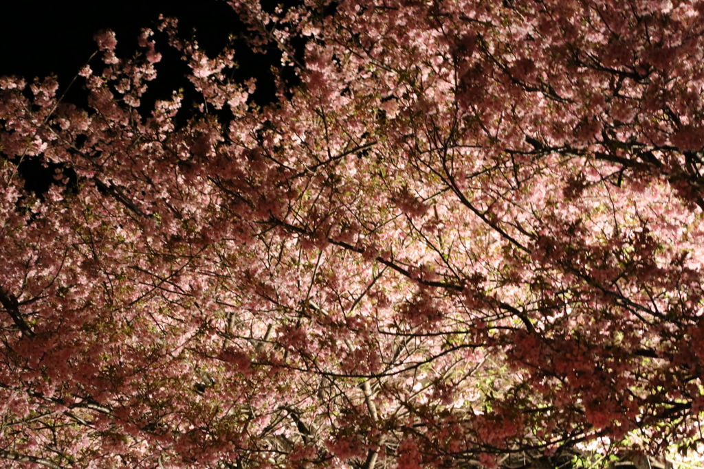 河津桜