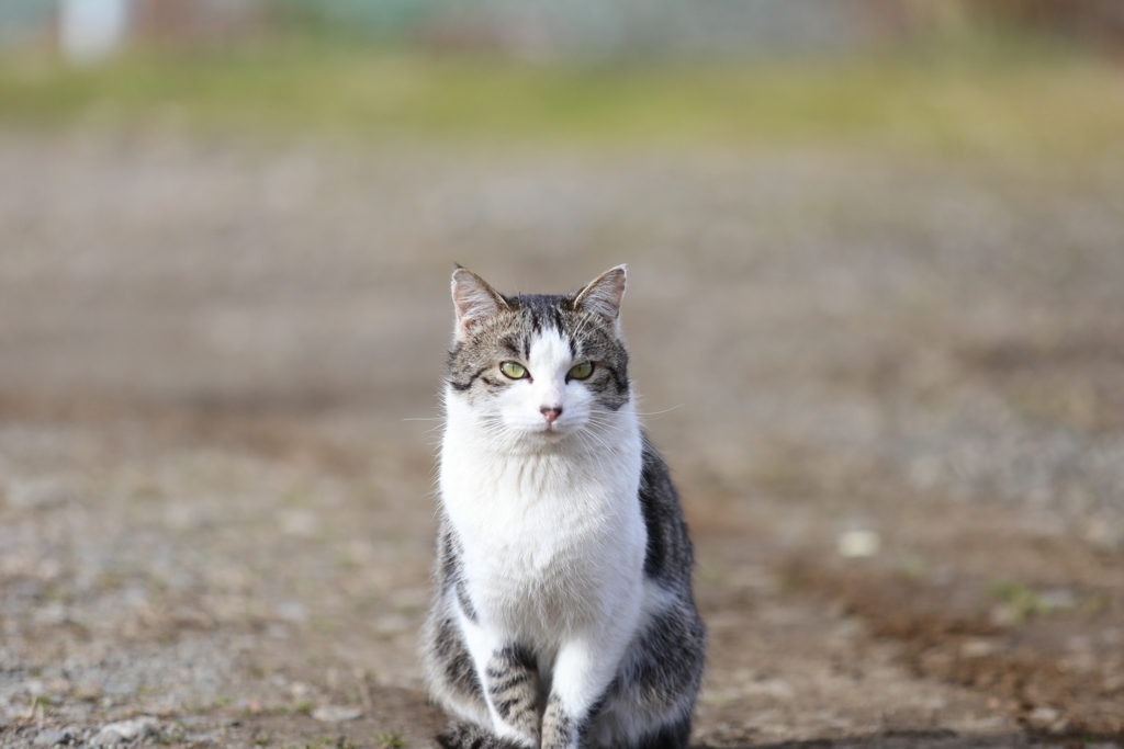 ねこ