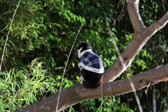 木の上の服着た猫