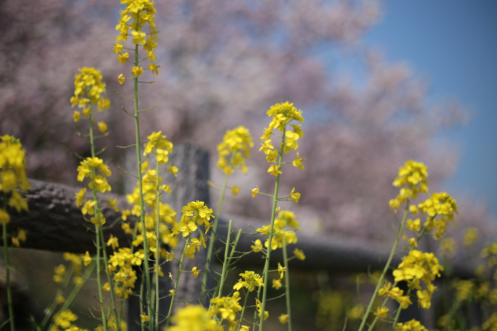 菜の花