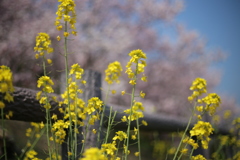 菜の花