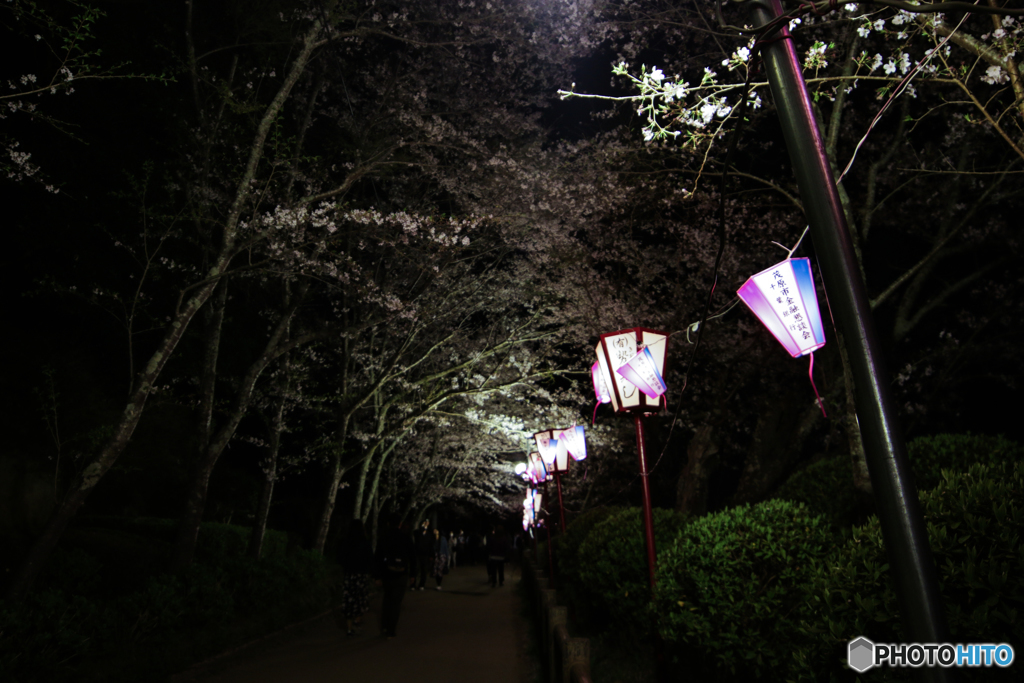 桜並木