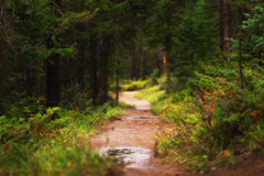 Forest pathway