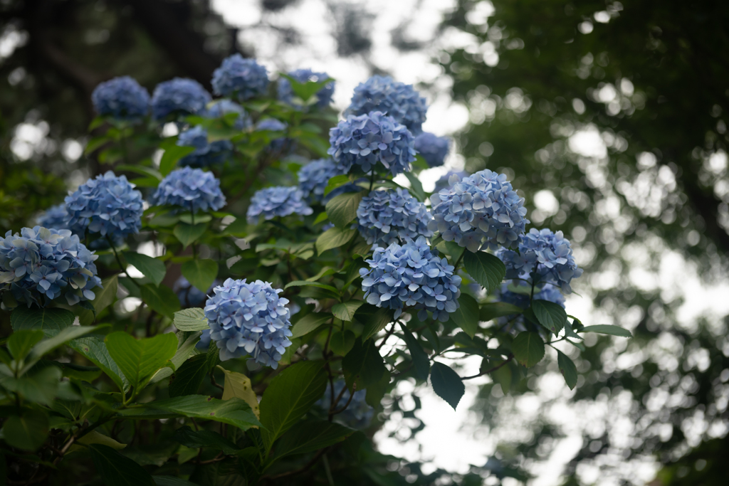 紫陽花＿ノイズ除去のみ