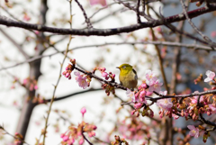 桜の住人
