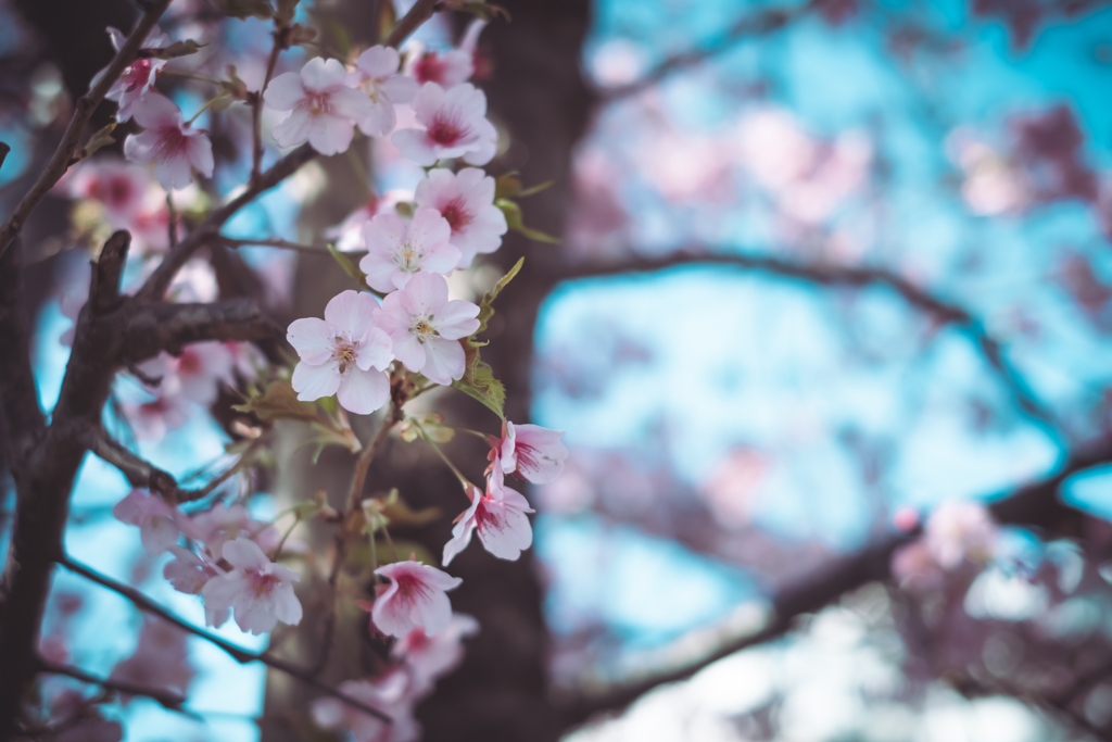 河津桜1