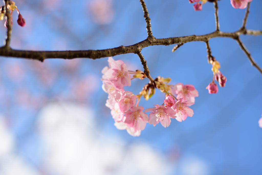 sakura