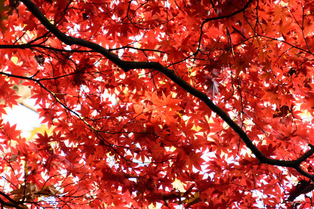 紅葉